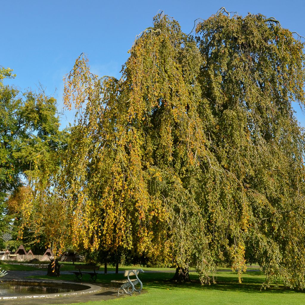 Hêtre pleureur - Fagus sylvatica Pendula