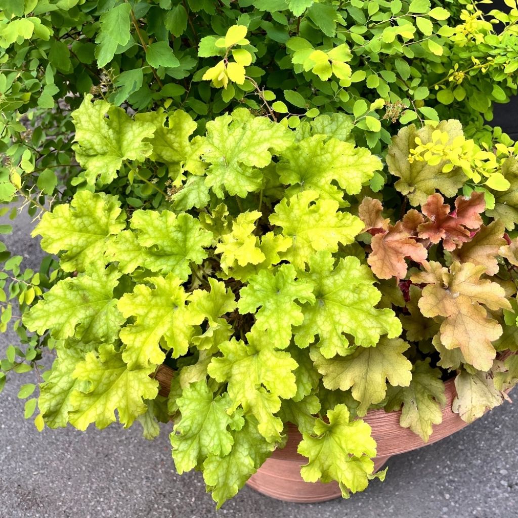 Heuchère - Heuchera Lime Marmalade