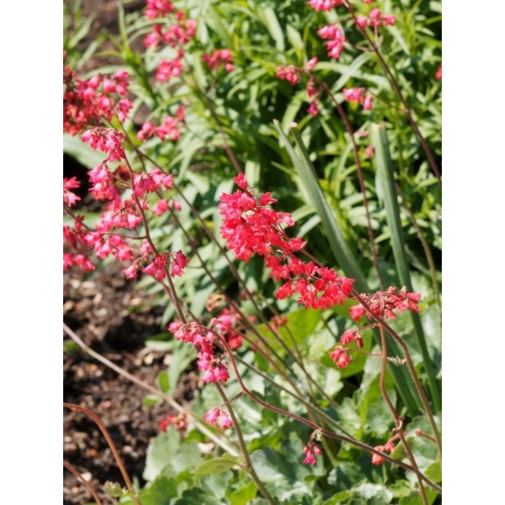 Heuchère - Heuchera Pluie de Feu
