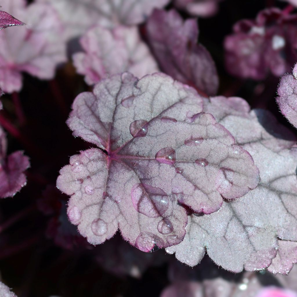 Heuchère - Heuchera Pink Panther