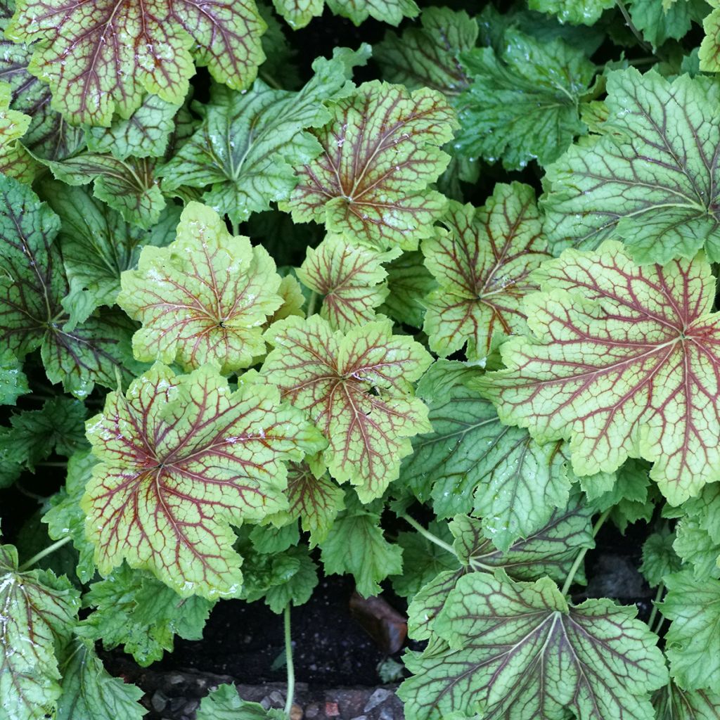 Heuchère - Heuchera Red Lightning 