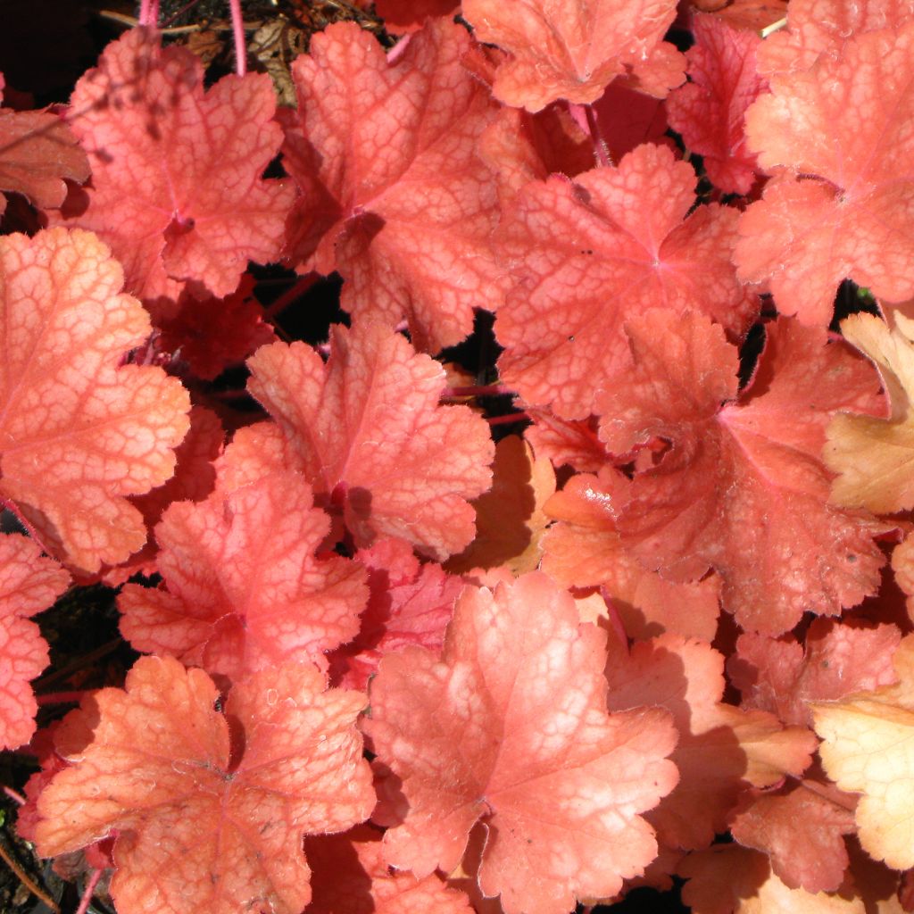 Heuchère - Heuchera Rio®