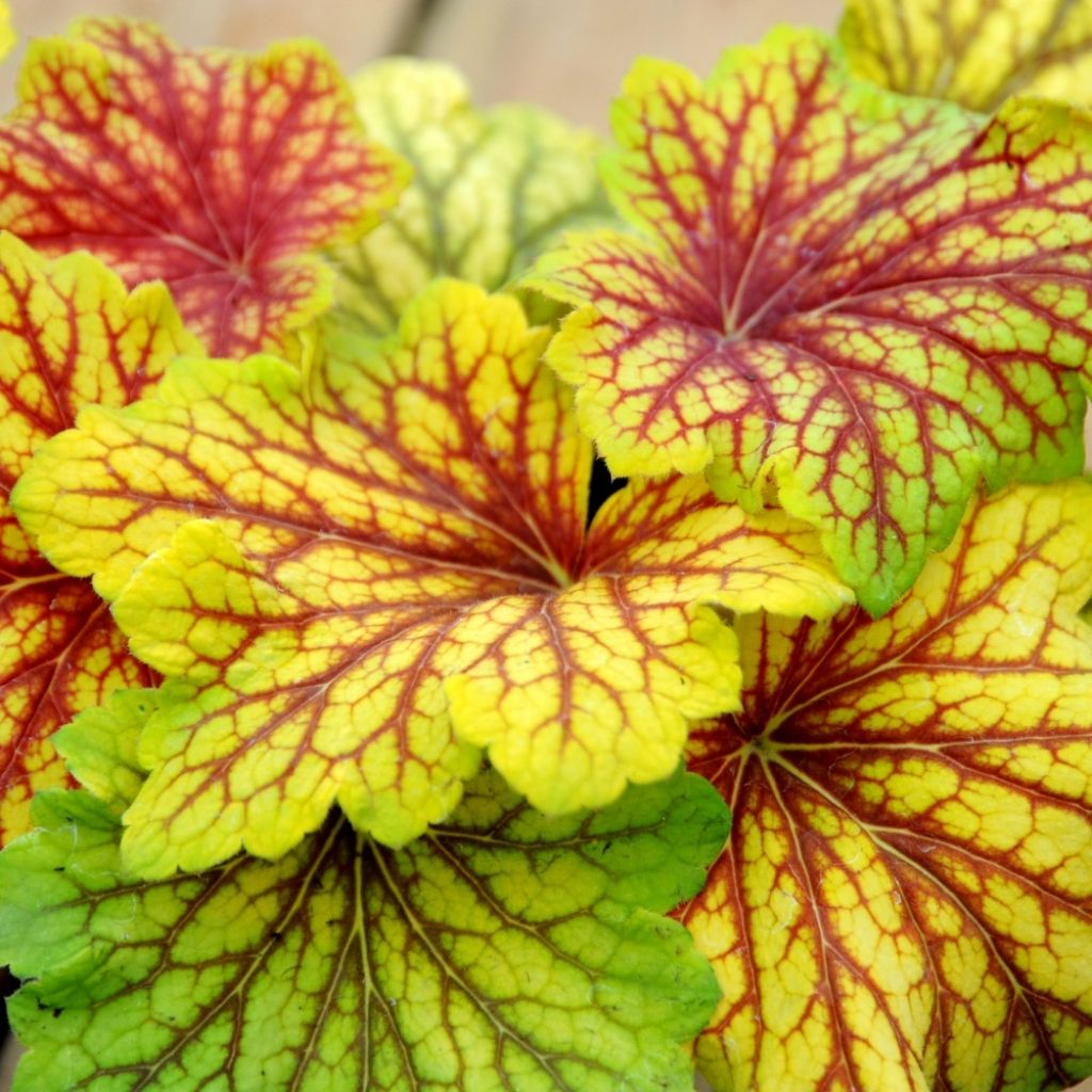 Heuchère - Heuchera Tiramisu