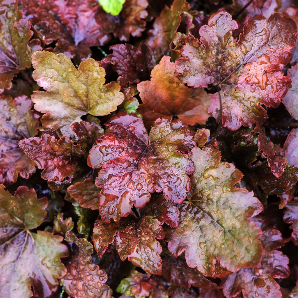 Heuchère - Heuchera Chocolate Ruffles