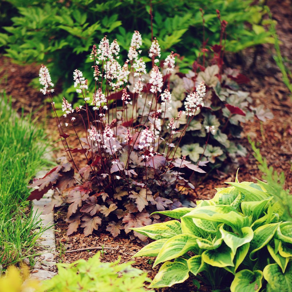 Heuchère - Heuchera Chocolate Ruffles
