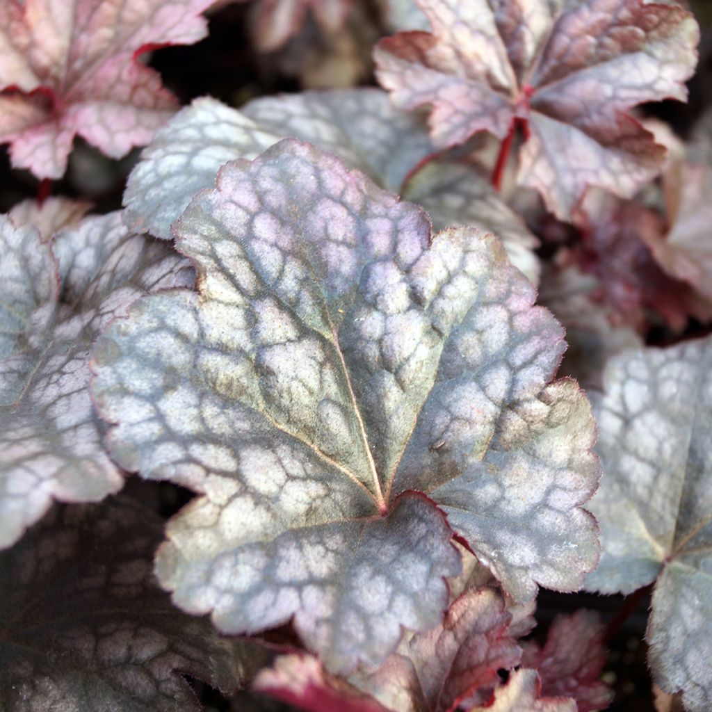 Heuchère - Heuchera Plum Pudding