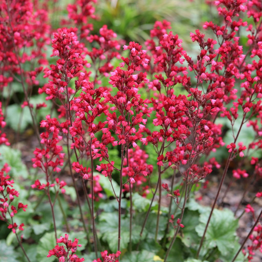 Heuchère - Heuchera Paris