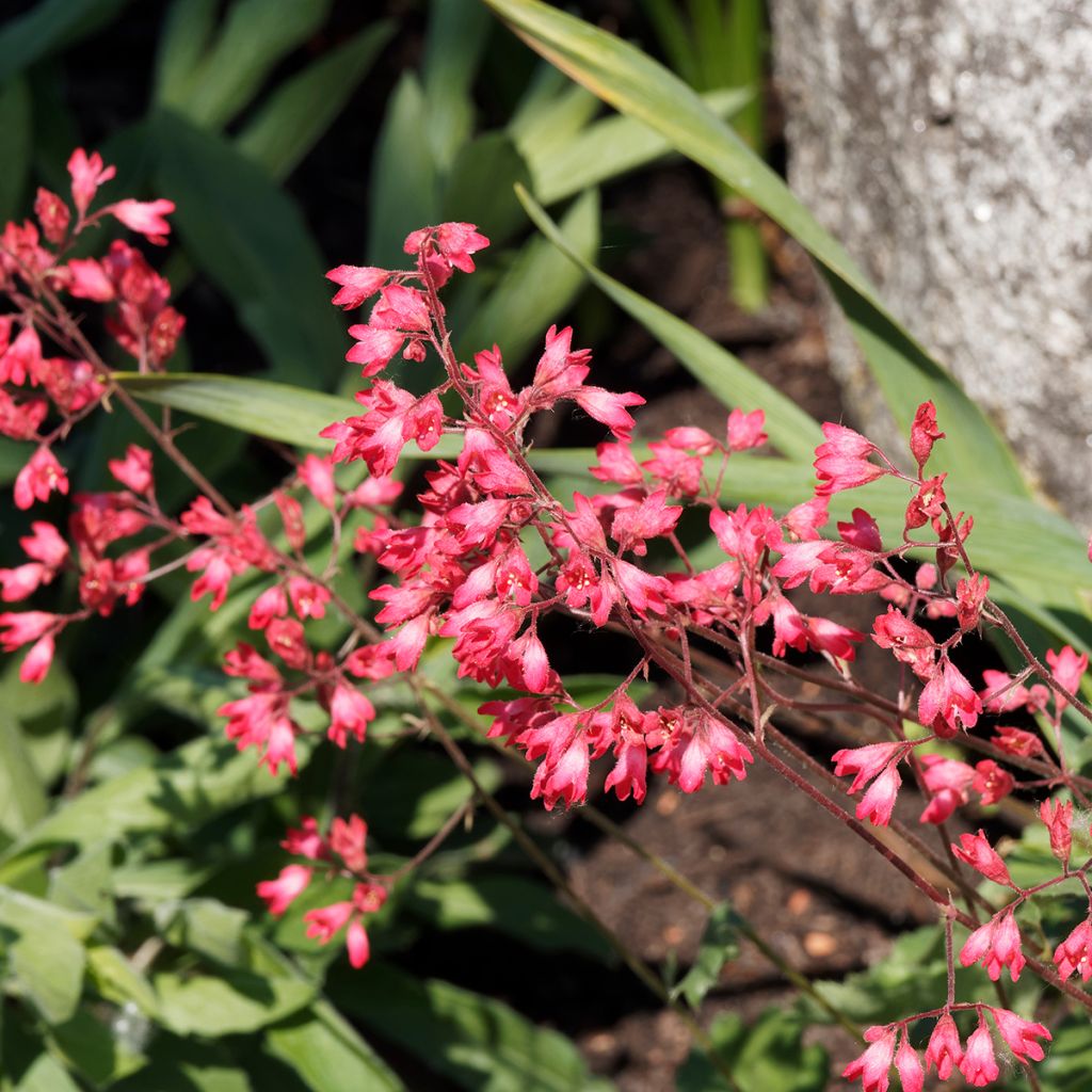 Heuchère - Heuchera Pluie de Feu