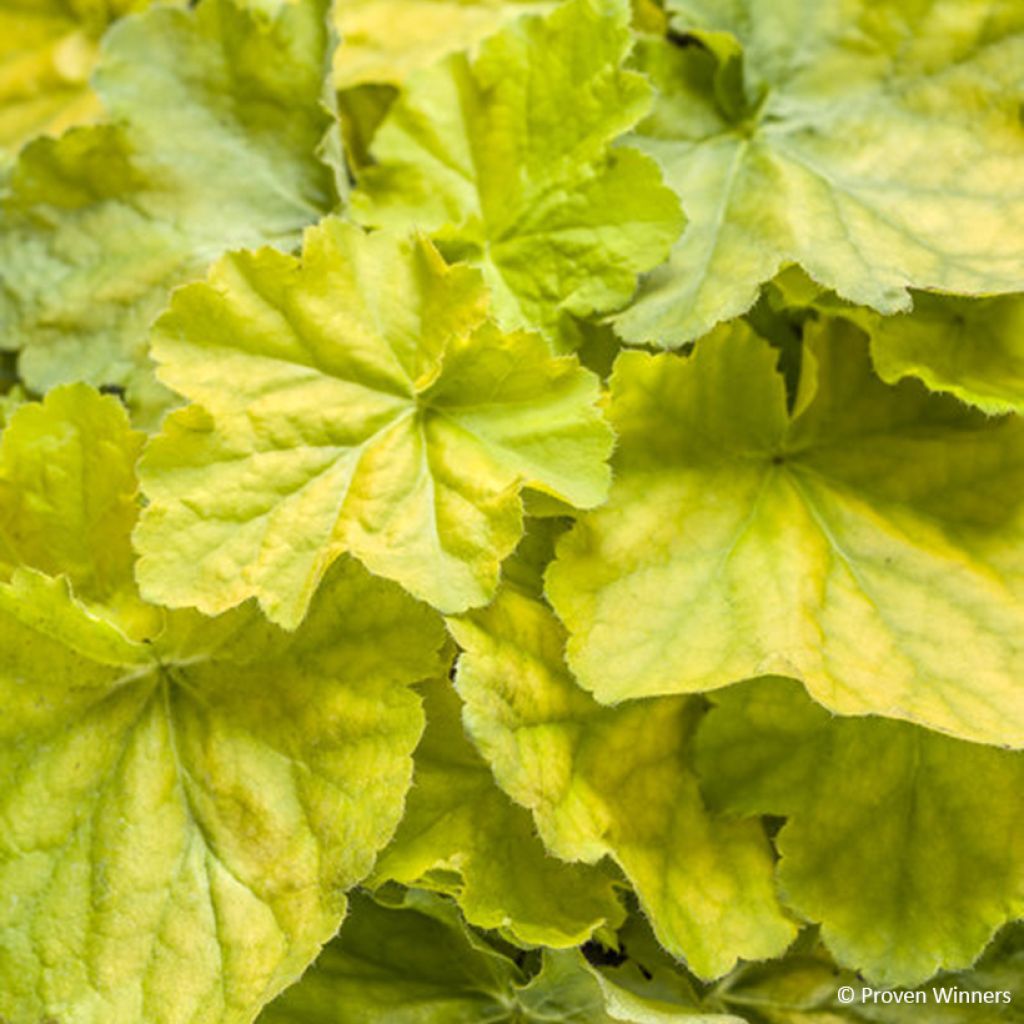Heuchère - Heuchera Pretty Pistachio