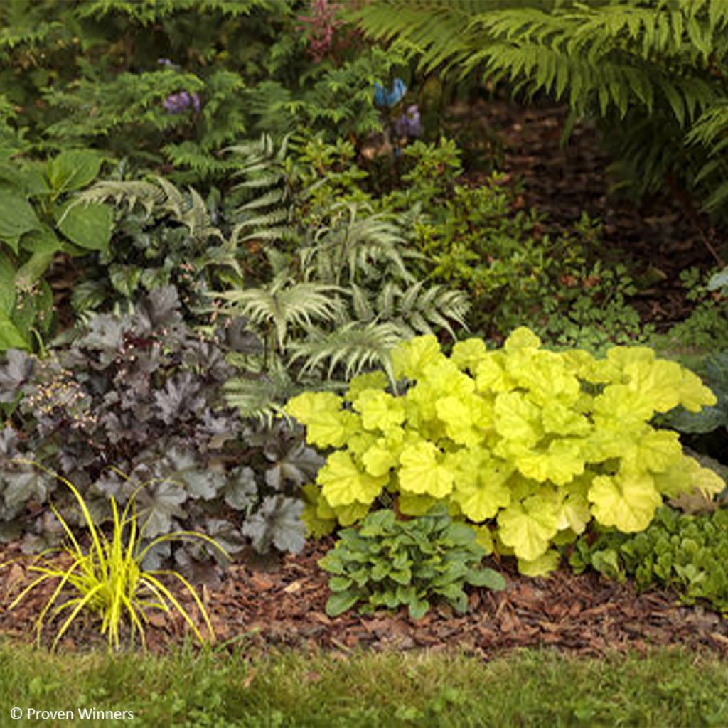 Heuchère - Heuchera Pretty Pistachio