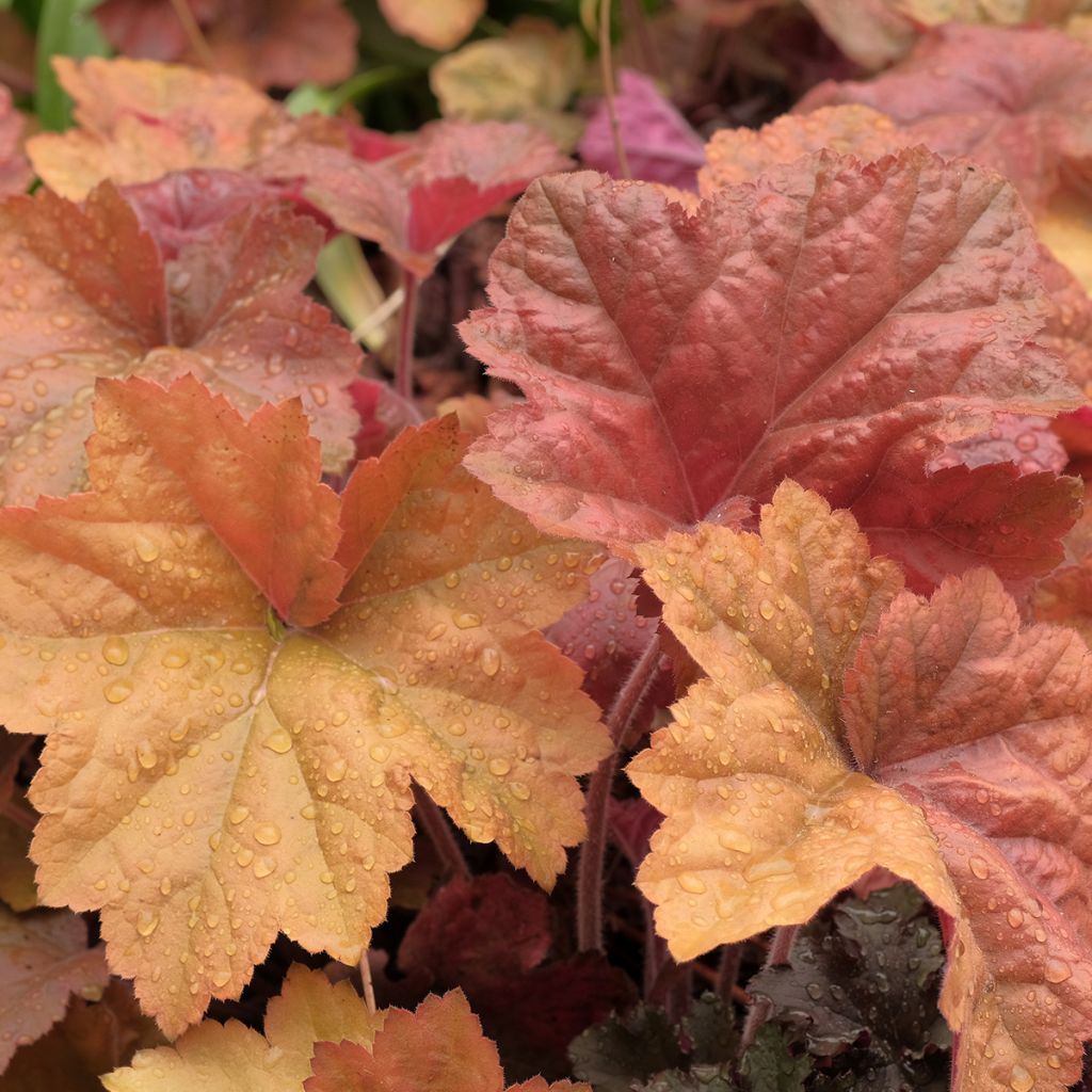 Heuchère - Heuchera Southern Comfort