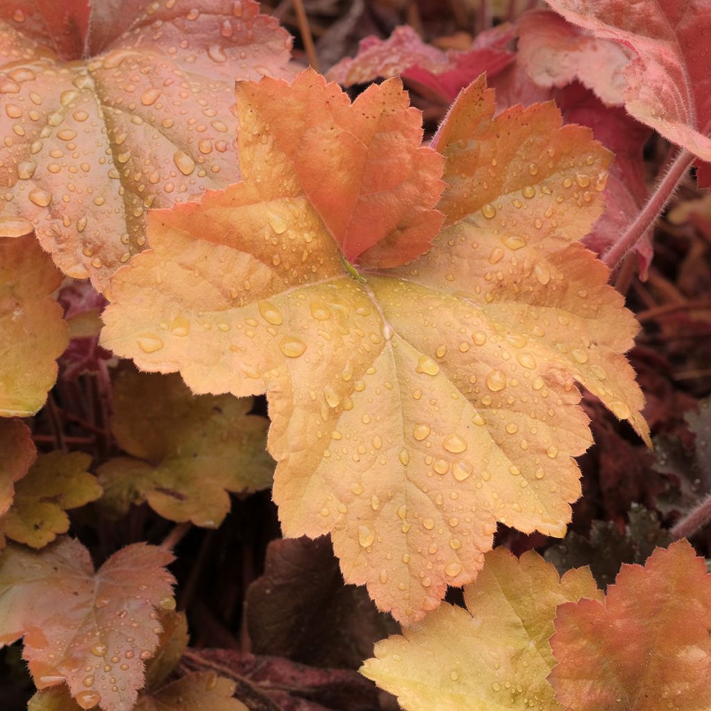 Heuchère - Heuchera Southern Comfort