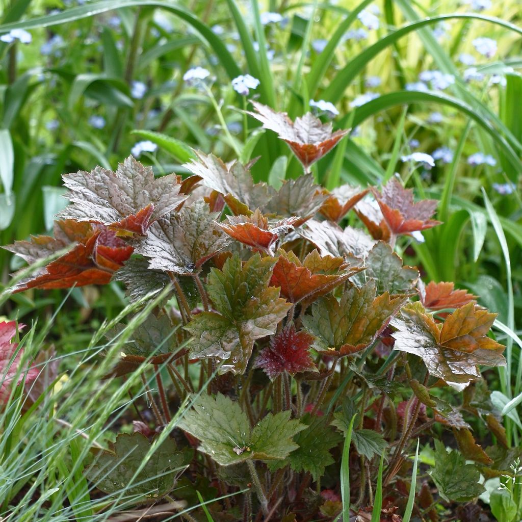 Heuchère - Heuchera Palace Purple