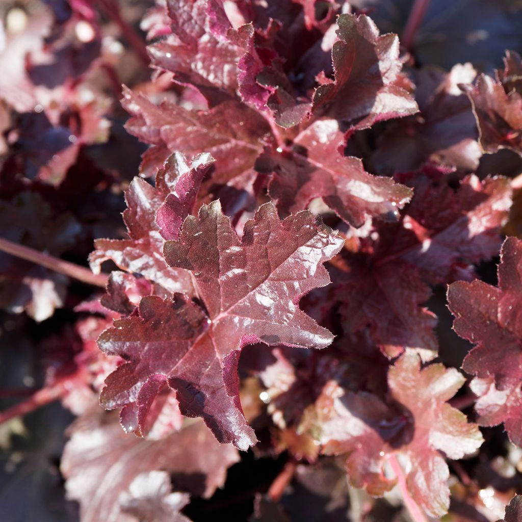 Heuchère - Heuchera Palace Purple