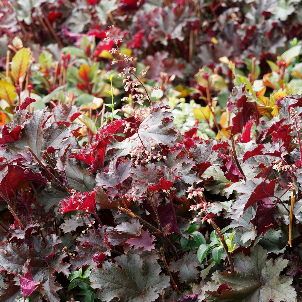 Heuchère - Heuchera Palace Purple