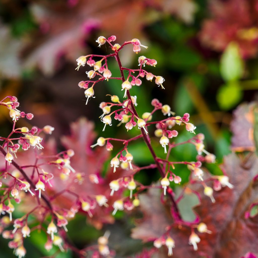 Heuchère - Heuchera Palace Purple