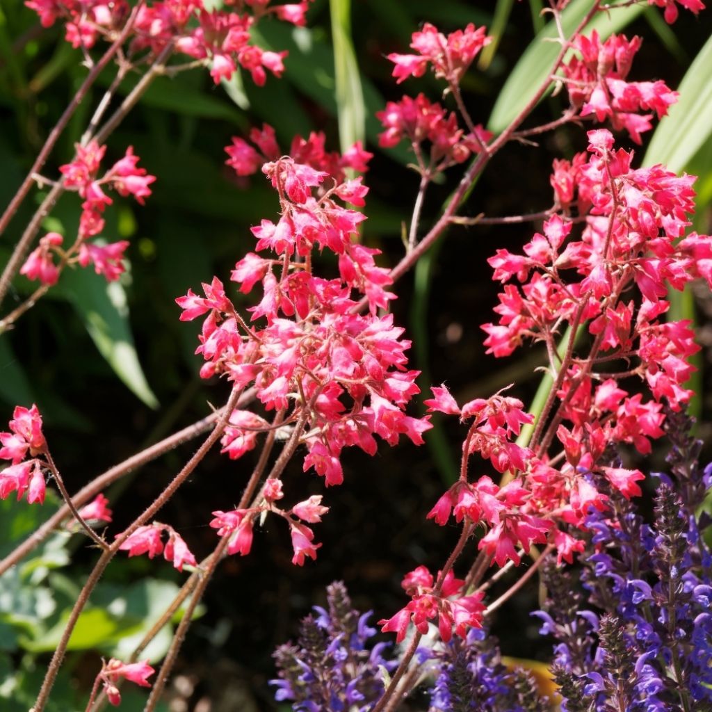 Heuchère - Heuchera Pluie de Feu