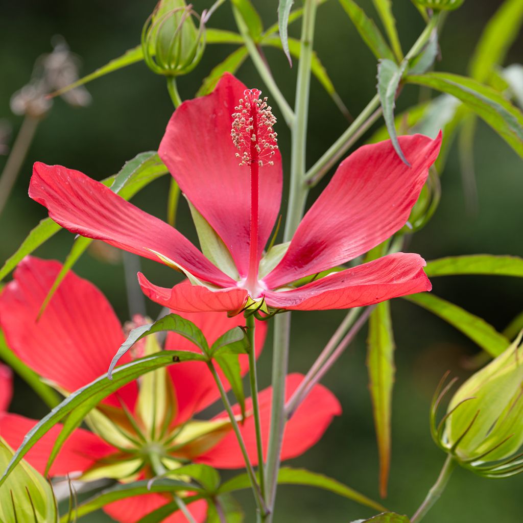 Hibiscus coccineus - Ketmie écarlate - Étoile du Texas.