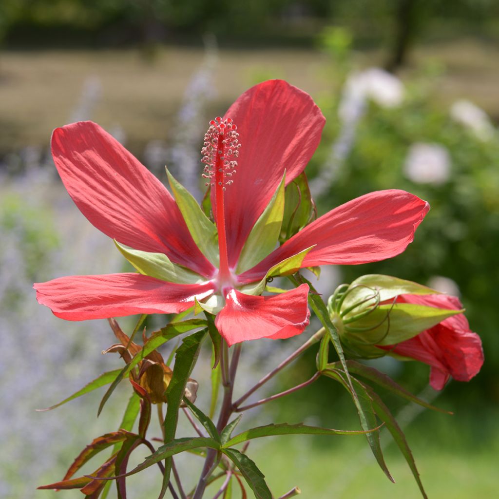 Hibiscus coccineus - Ketmie écarlate - Étoile du Texas.