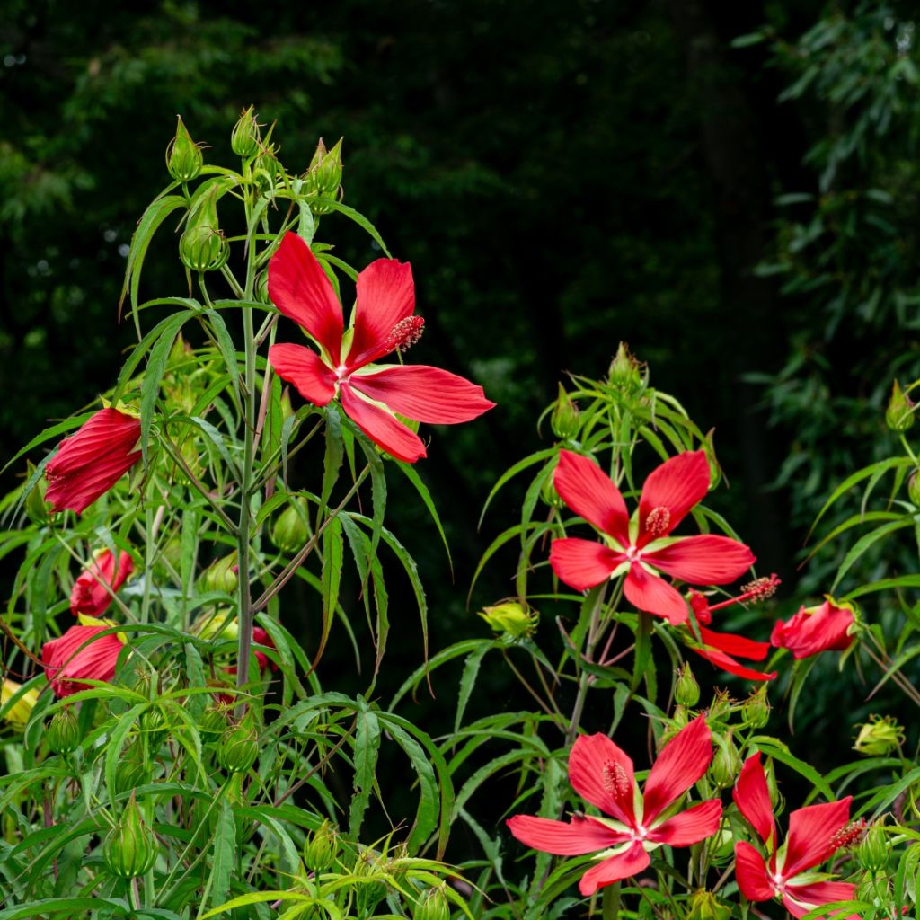Hibiscus coccineus - Ketmie écarlate - Étoile du Texas.
