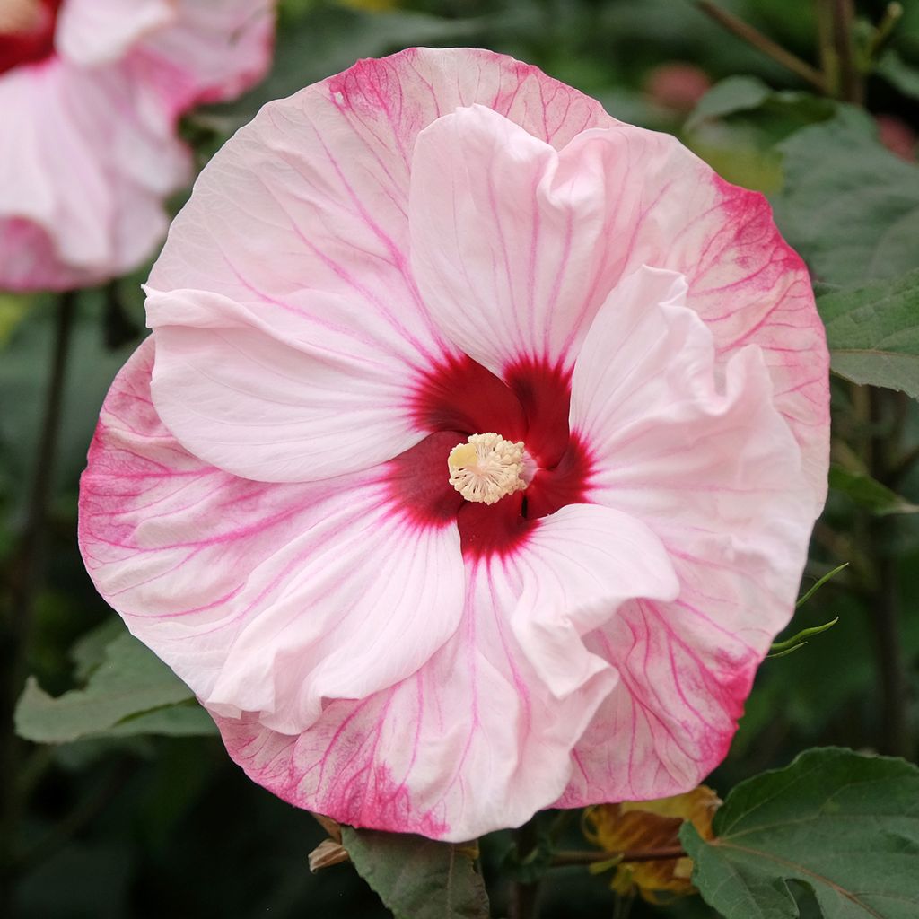 Hibiscus moscheutos Cherry Cheesecake - Hibiscus des marais