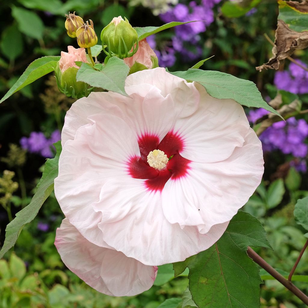 Hibiscus moscheutos Cherry Cheesecake - Hibiscus des marais