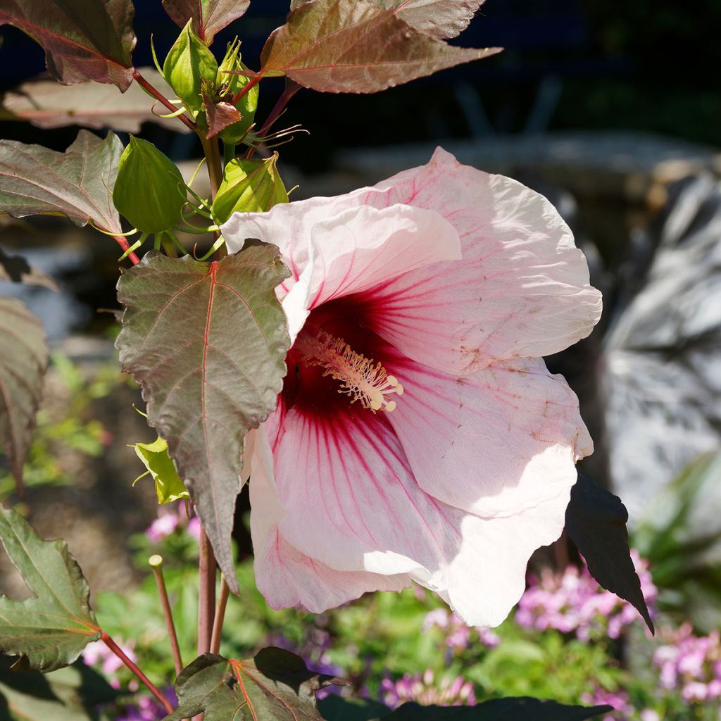 Hibiscus moscheutos Joli Coeur - Hibiscus des marais