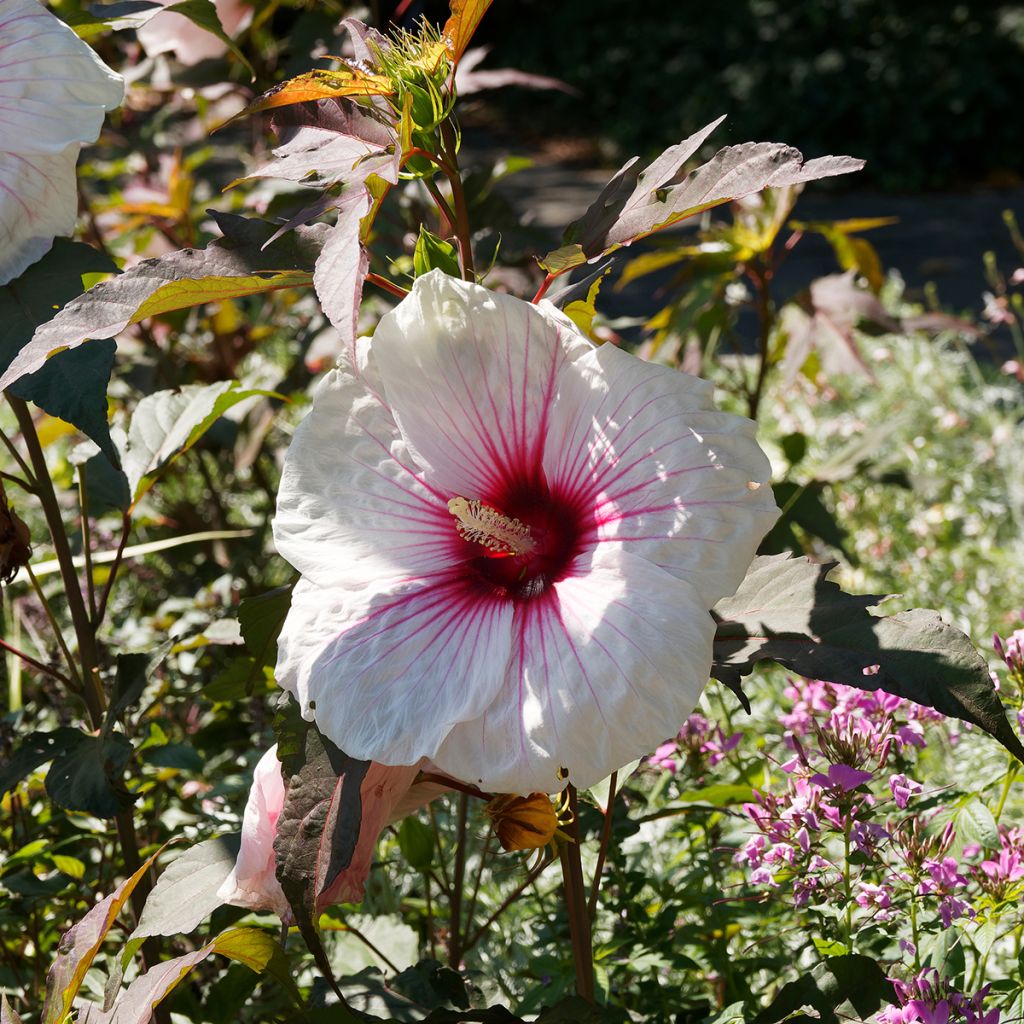 Hibiscus moscheutos Joli Coeur - Hibiscus des marais