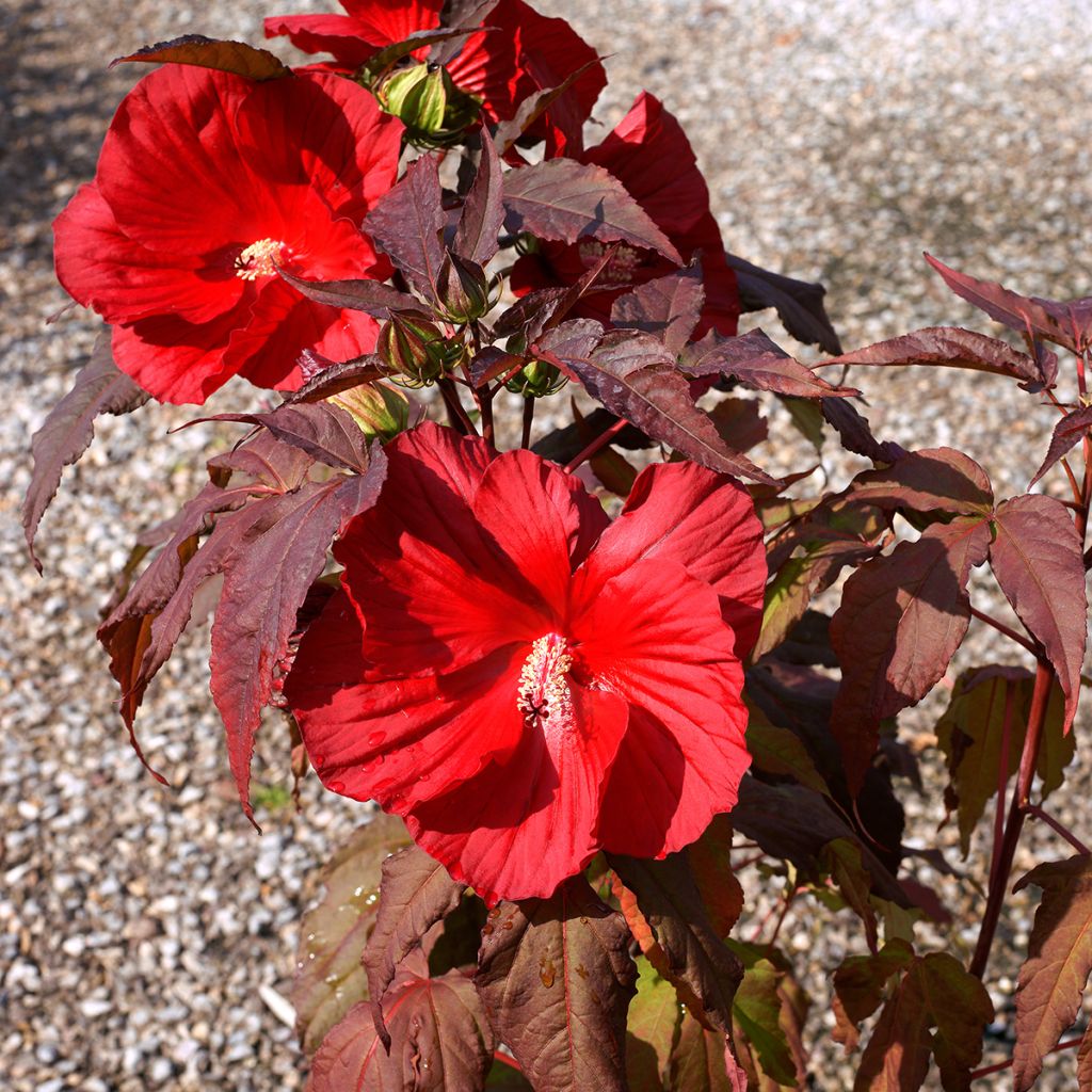 Hibiscus moscheutos Midnight Marvel - Hibiscus des marais