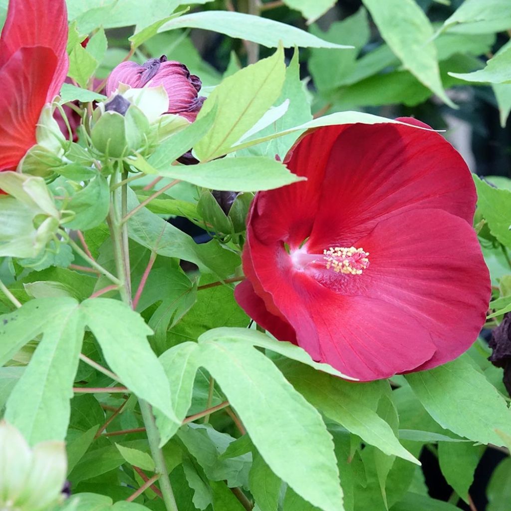 Hibiscus moscheutos Raijin® - Hibiscus des marais nain