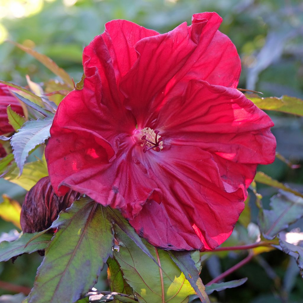 Hibiscus moscheutos Red Wine - Hibiscus des marais