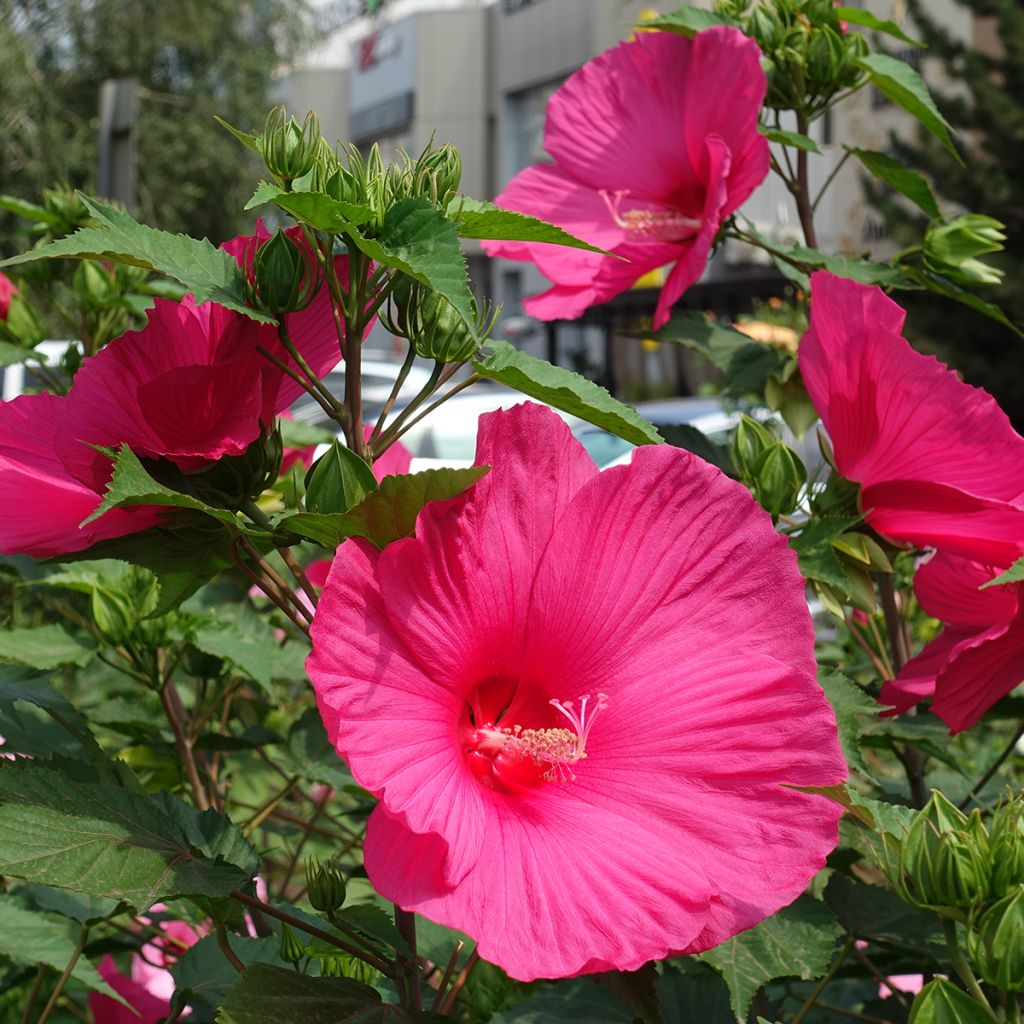 Hibiscus moscheutos Rose - Hibiscus des marais