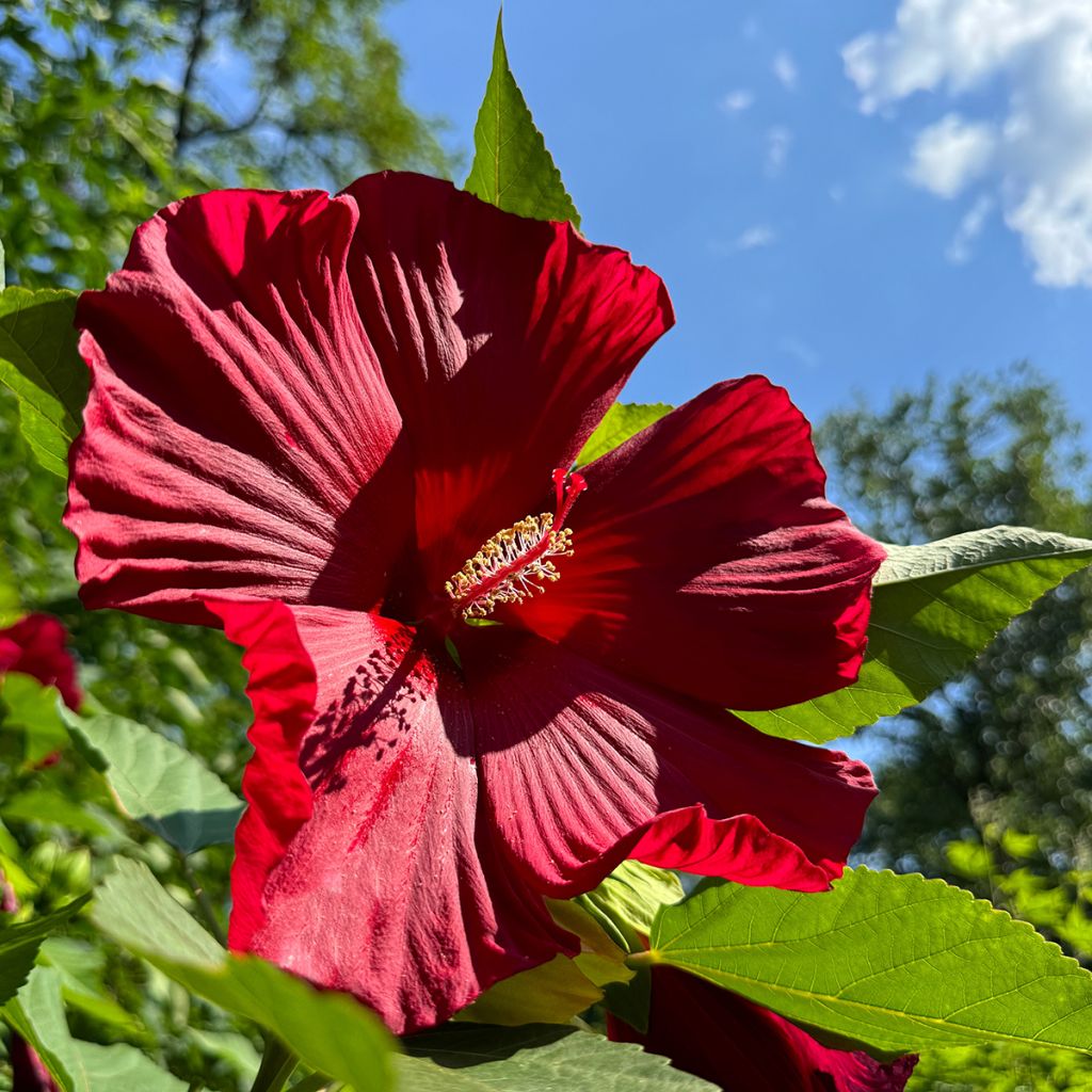 Hibiscus moscheutos Rouge