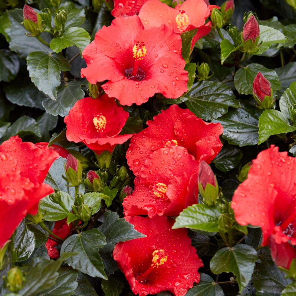 Hibiscus rosa-sinensis - Rose de Chine
