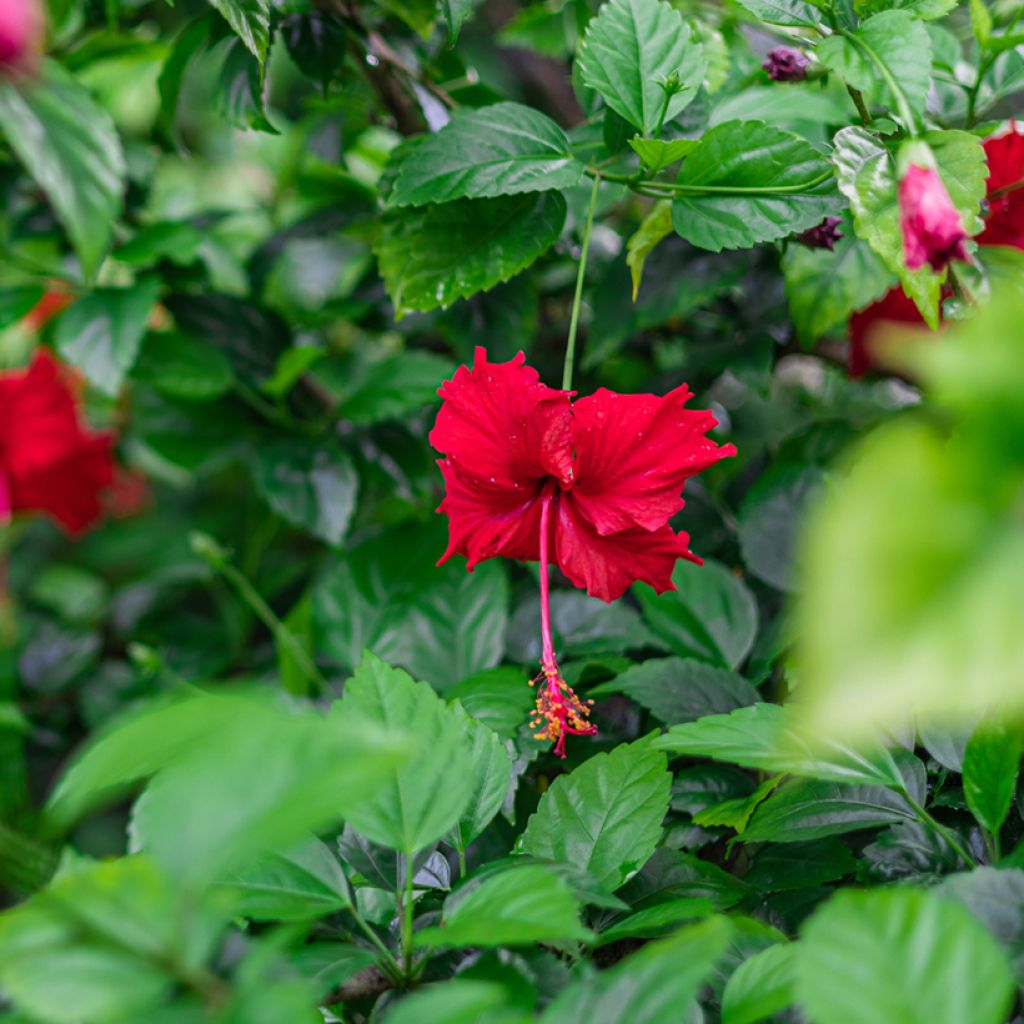 Hibiscus rosa-sinensis - Rose de Chine