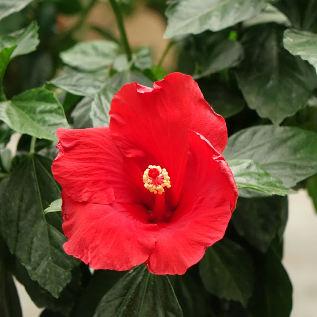 Hibiscus Sunny Cities Premiere Red