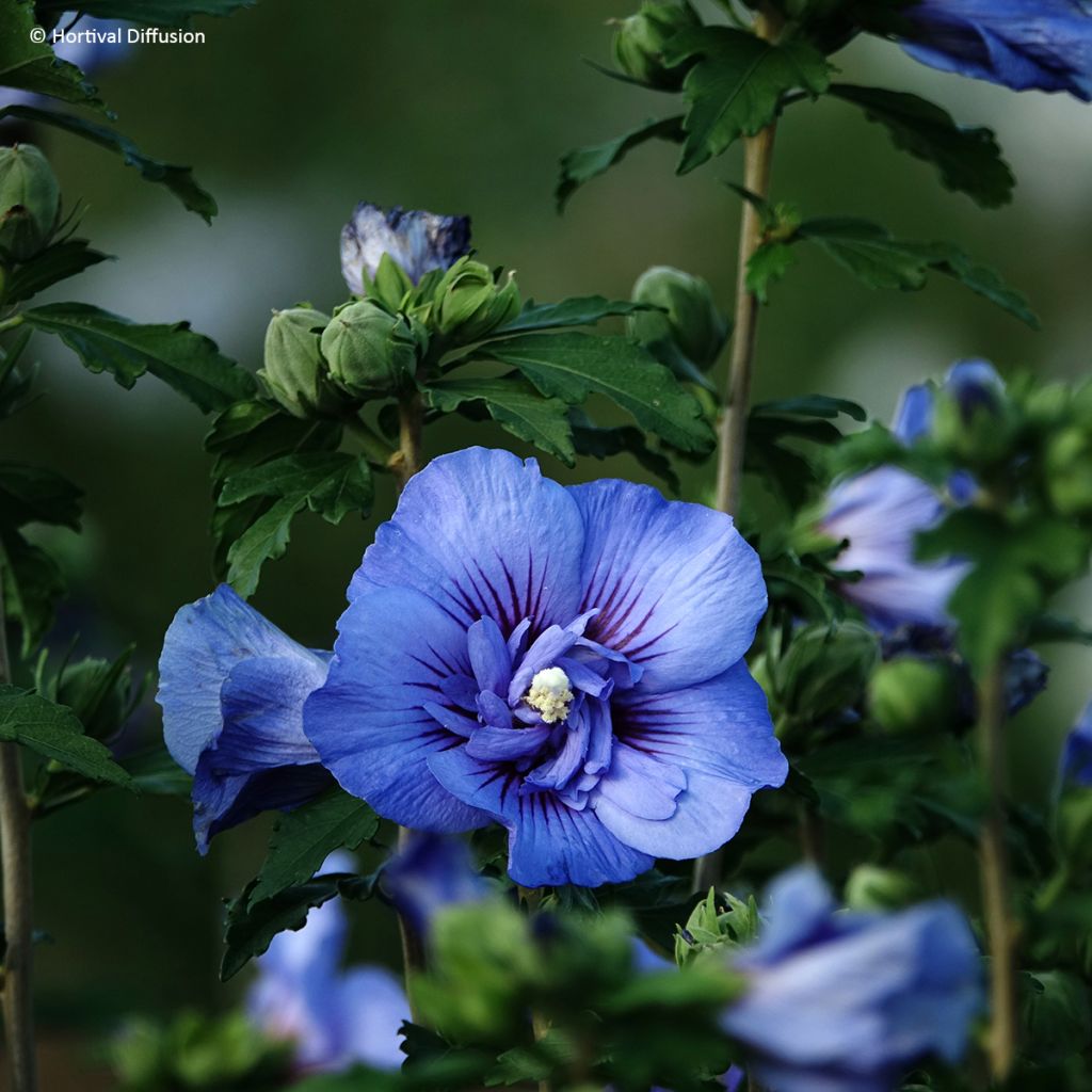 Hibiscus syriacus Beautifull Cobalt - Althéa double