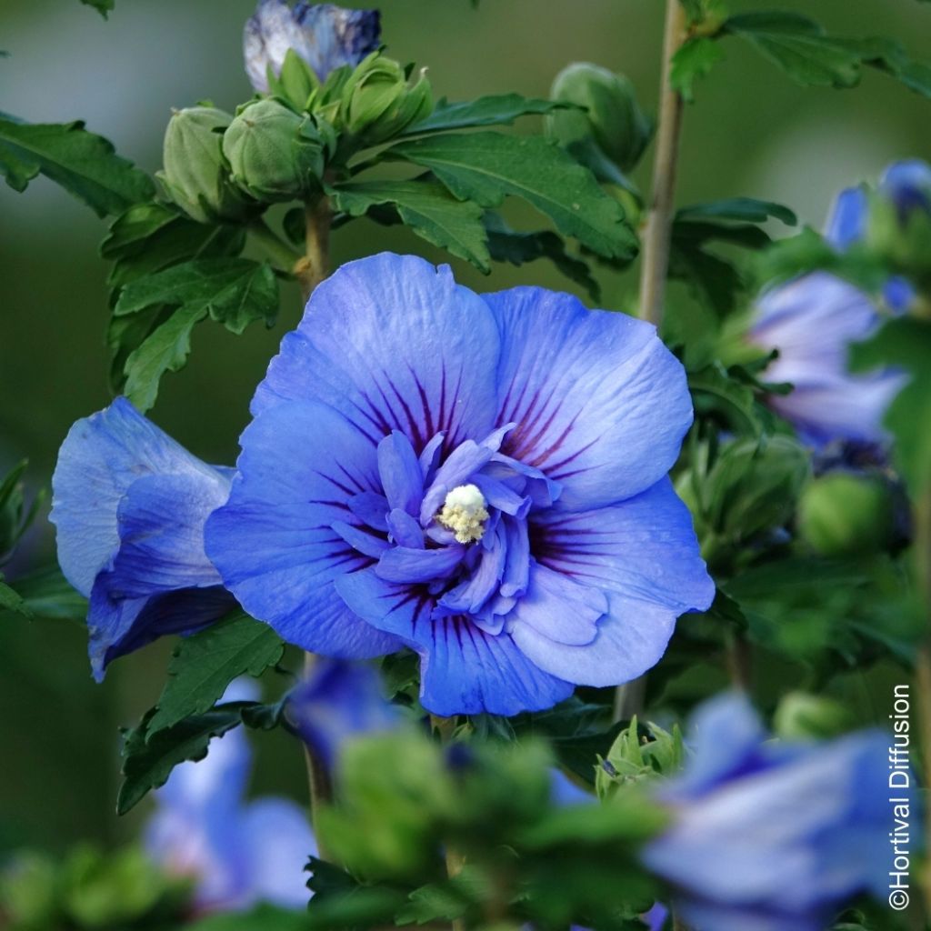 Hibiscus syriacus Beautifull Cobalt - Althéa double