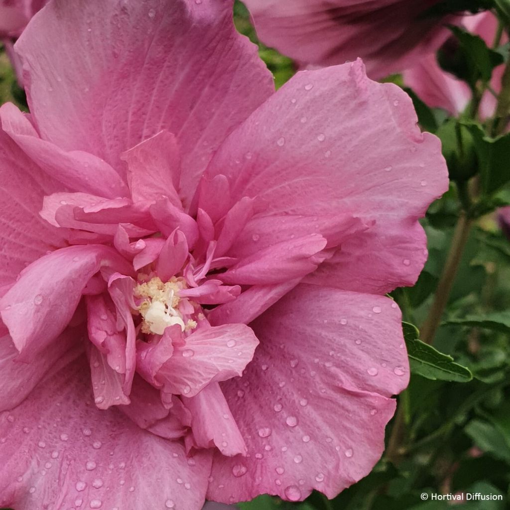 Hibiscus syriacus Beautifull Magenta - Althéa double