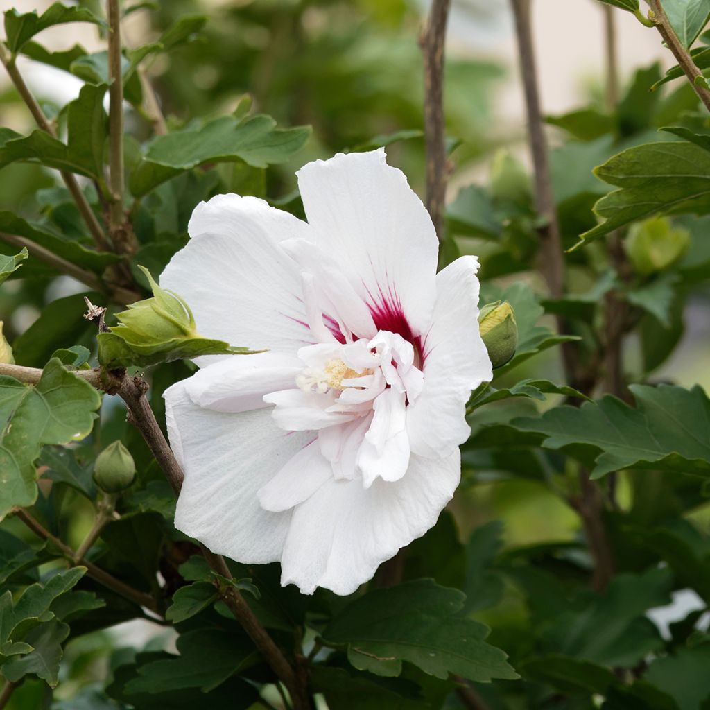 Hibiscus syriacus China Chiffon - Althéa blanc