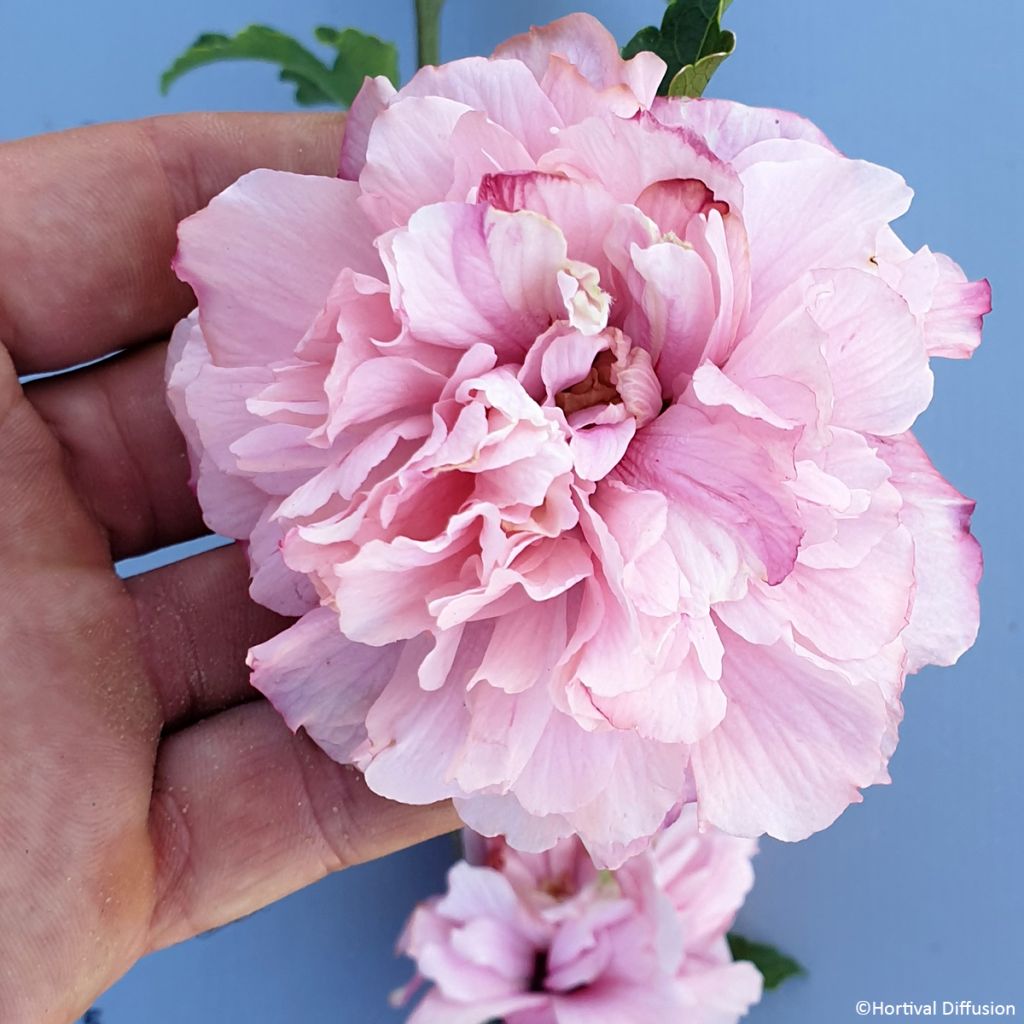 Hibiscus syriacus French Cabaret Pink - Althea double rose