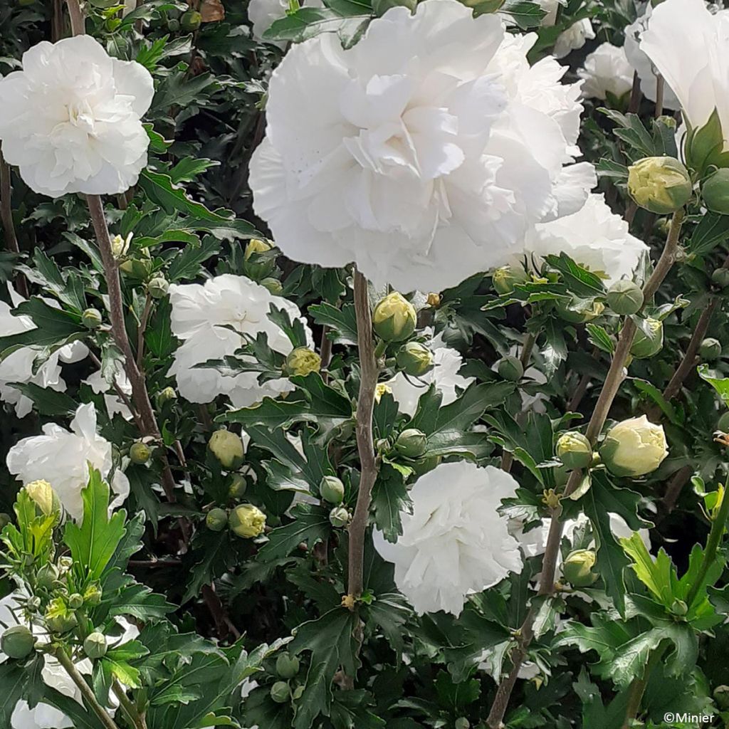 Hibiscus syriacus French Cabaret White - Althea double blanc