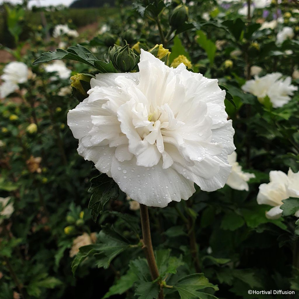 Hibiscus syriacus French Cabaret White - Althea double blanc
