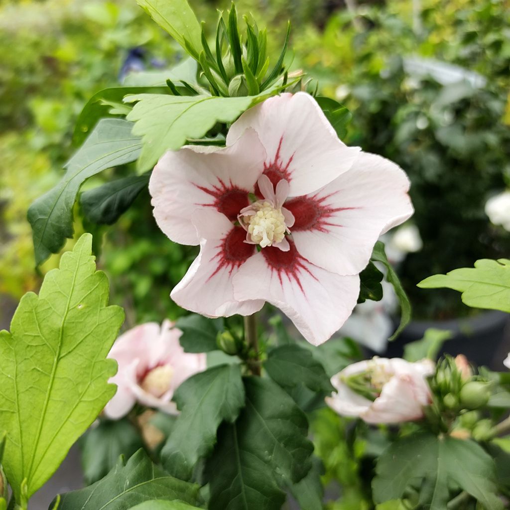 Hibiscus syriacus Hamabo - Althéa ou mauve en arbre