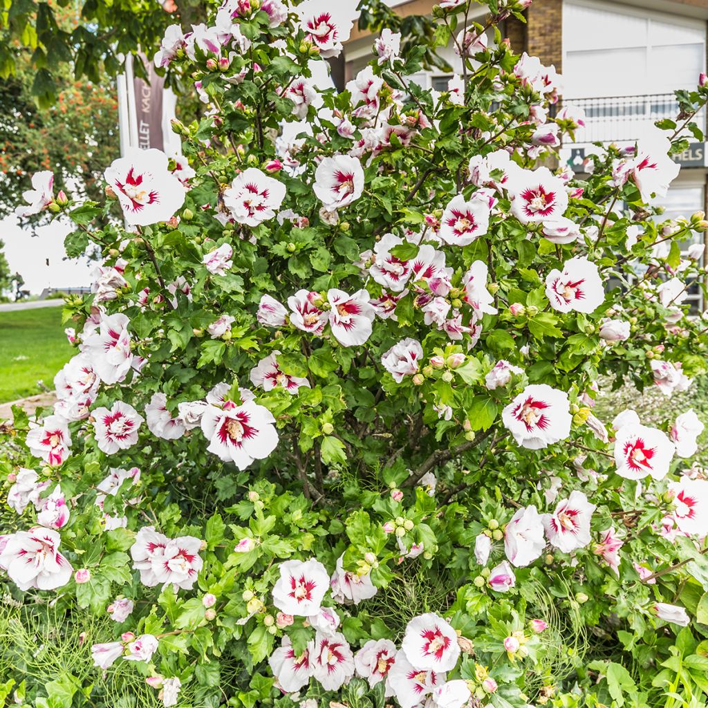 Hibiscus syriacus Hamabo - Althéa ou mauve en arbre