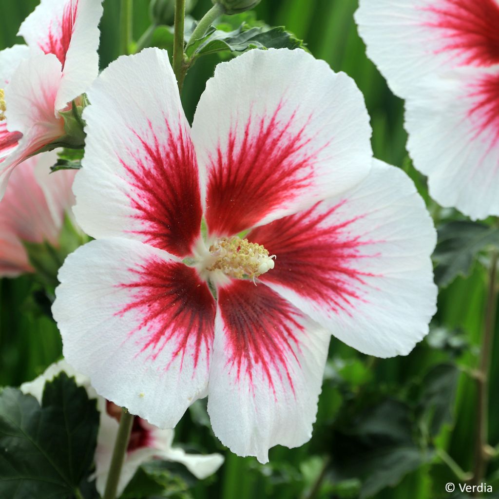 Hibiscus syriacus Hibisa Blanco - Althéa