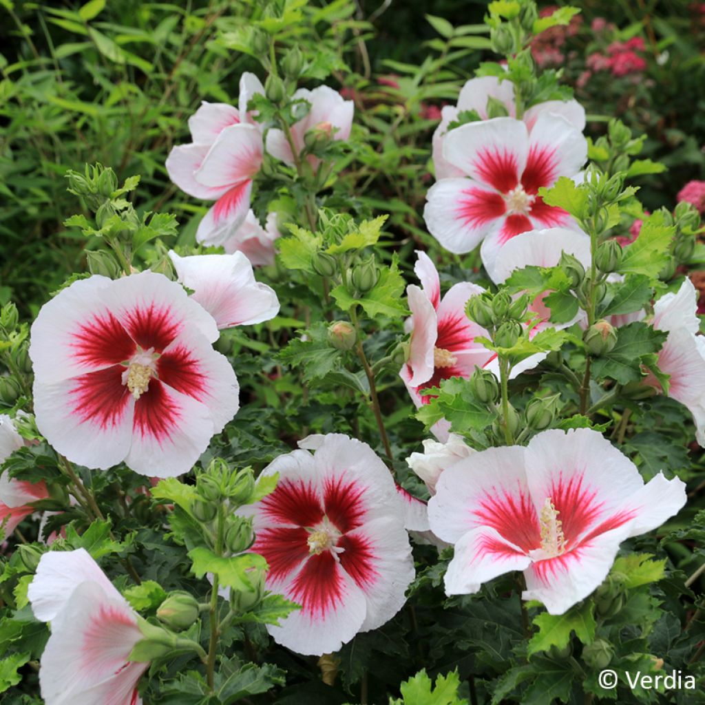 Hibiscus syriacus Hibisa Blanco - Althéa