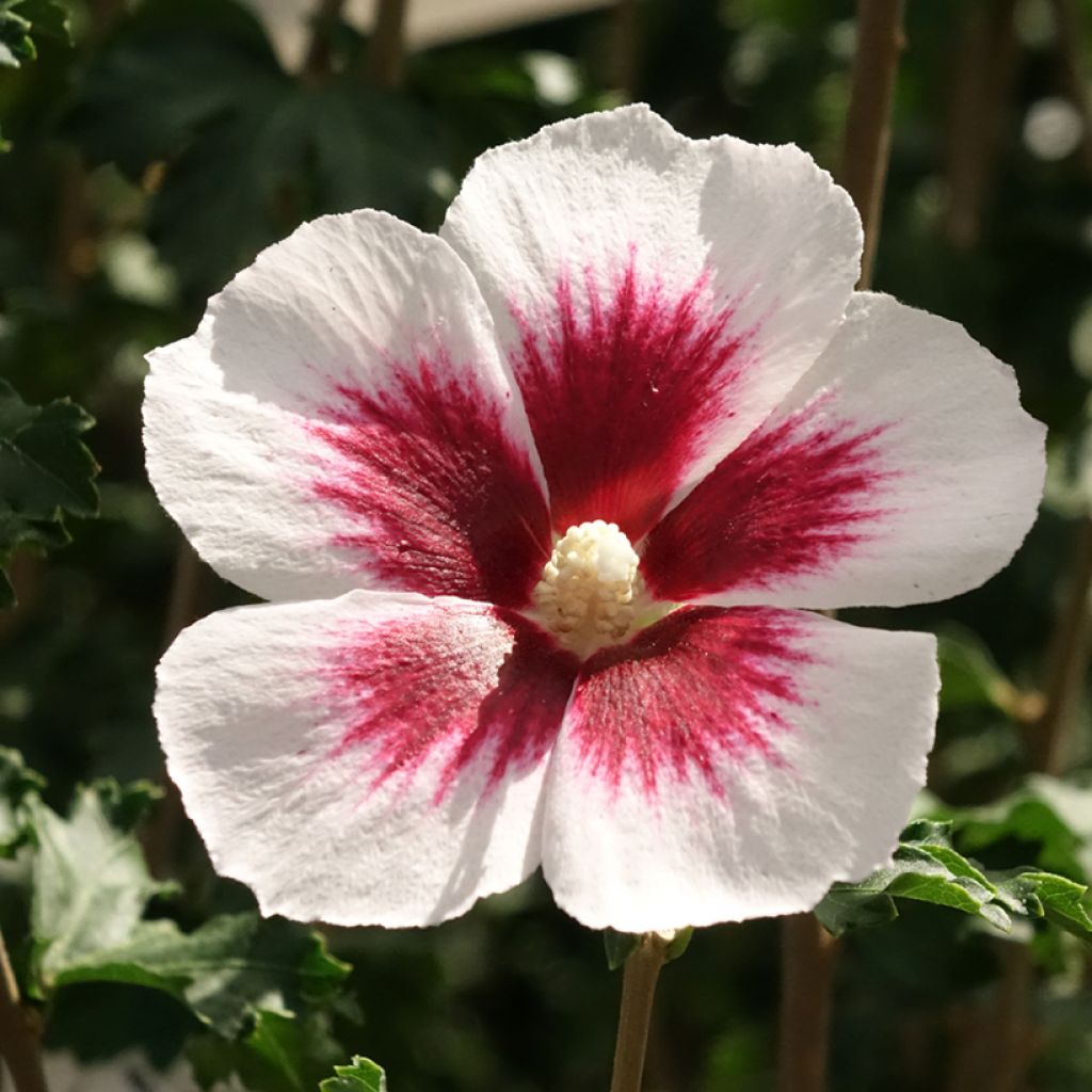 Hibiscus syriacus Hibisa Blanco - Althéa
