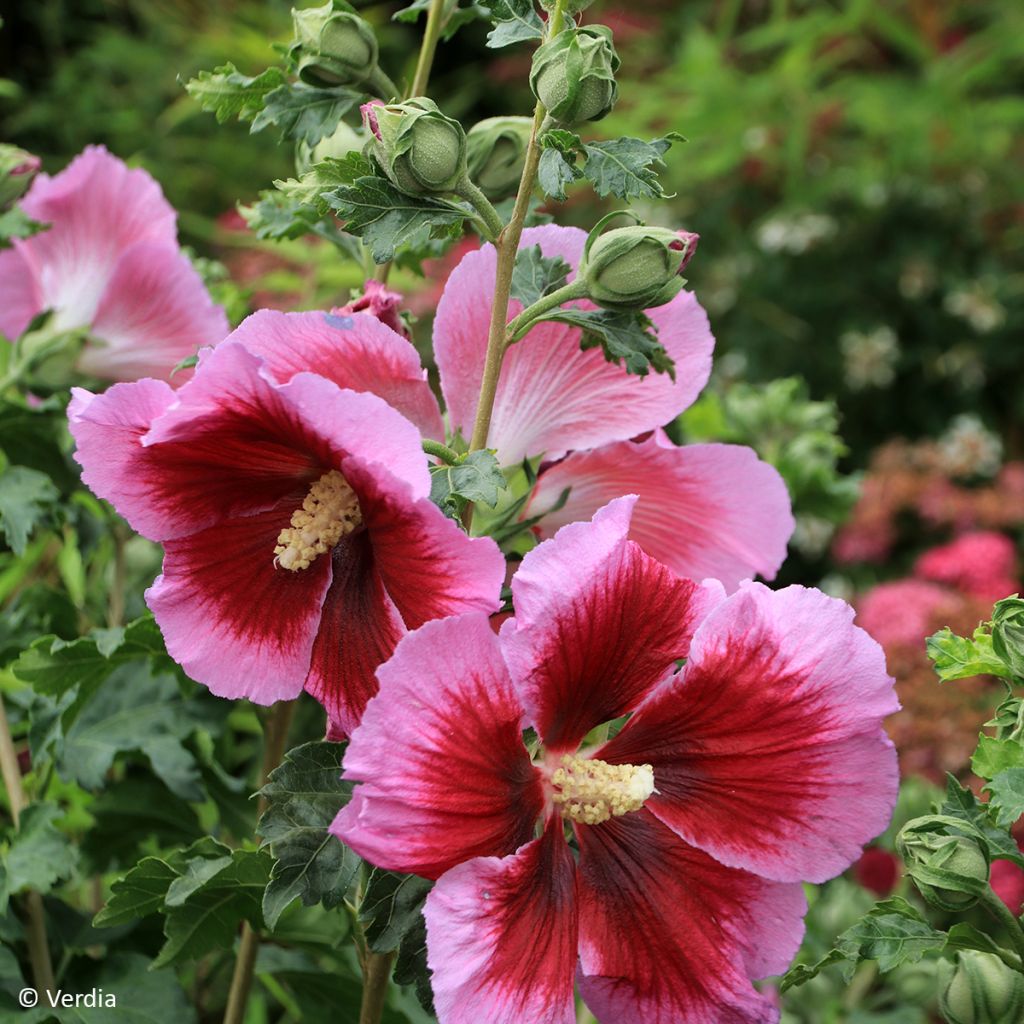 Hibiscus syriacus Hibisa Cocktail - Althéa