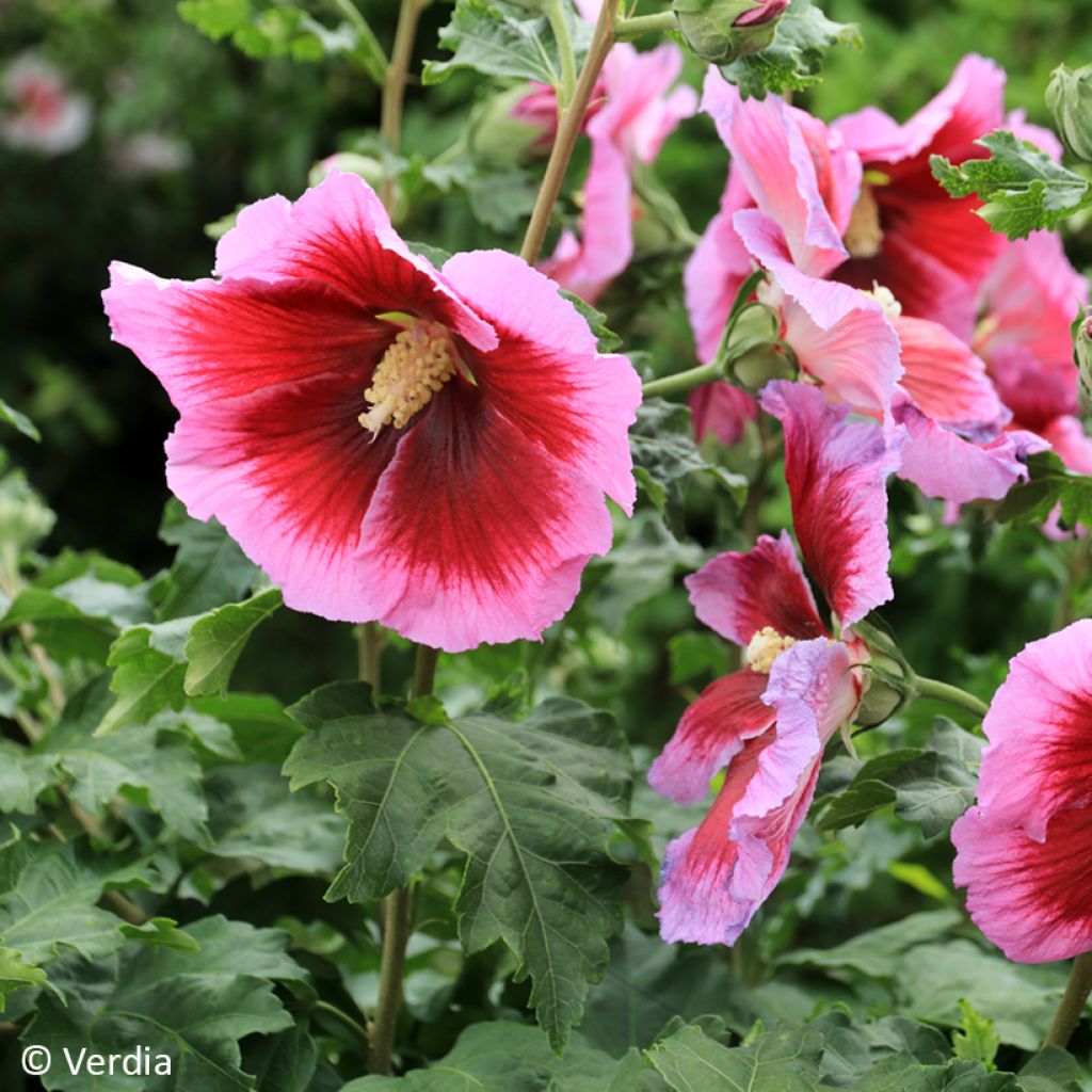 Hibiscus syriacus Hibisa Cocktail - Althéa